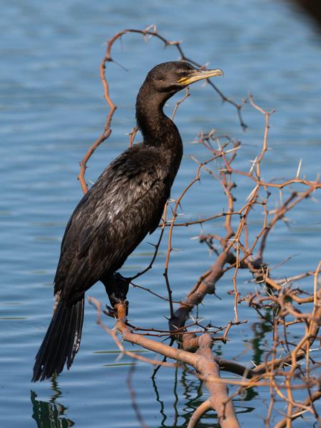<h3><a href="/trips/Tucson_2023/biota/animalia/chordata/aves/016 suliformes/003 phalacrocoracidae/phalacrocorax brasilianus/phalacrocorax brasilianus-nl.html">Phalacrocorax&nbsp;brasilianus</a> / Neotropic&nbsp;cormorant / Bigua‑aalscholver</h3>OM-1 met M.300mm F4.0 + MC-14, 1/3200 sec  bij F5.6, ISO 640, afstand 18.8&nbsp;m